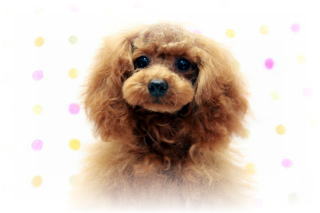 �g�C�v�[�h���q�������т̃^�C�j�[�T�C�Y�A���b�c�h�̏��̎q