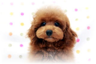 �g�C�v�[�h���q���J���[�A�^�C�j�[�T�C�Y�̃��b�h�̏��̎q