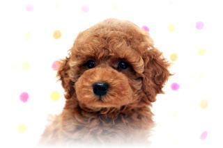 �g�C�v�[�h���q���L�L�̃g�C�T�C�Y�A�A�v���R�b�g�̒j�̎q