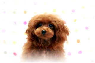 �g�C�v�[�h���q�������AT�J�b�v�T�C�Y�̃��b�h�̏��̎q