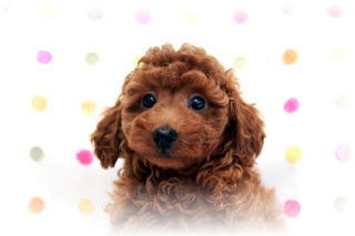 �g�C�v�[�h���q���������p���i�����̃��b�h�̏��̎q