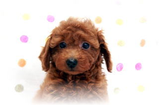 �g�C�v�[�h���q���������p���i�����̃��b�h�̏��̎q