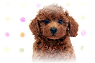 �g�C�v�[�h���q���������p���i�����̃��b�h�̏��̎q