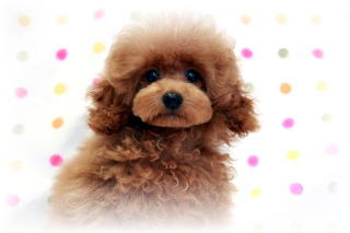 �g�C�v�[�h���q�������A�^�C�j�[�T�C�Y�̃��b�h�̏��̎q