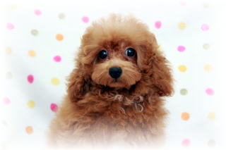 �g�C�v�[�h���q���݂Ȃ݂̏����߃^�C�j�[���b�h�̏��̎q