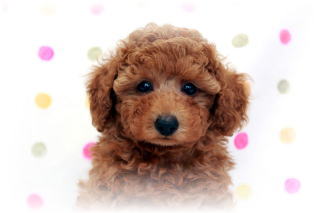 �g�C�v�[�h���q���Ȃ�����񏬂��߃^�C�j�[�A�v���R�b�g�̏��̎q