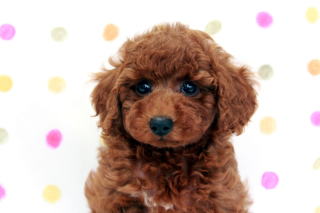 �g�C�v�[�h���q���Ȃ�����񏬂��߃^�C�j�[���b�h�̏��̎q