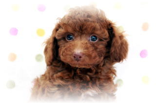 �g�C�v�[�h���Ȃ������̏����߃^�C�j�[���b�h�̒j�̎q