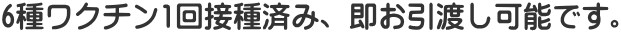 6種ワクチン1回接種済み、即お引渡し可能です。